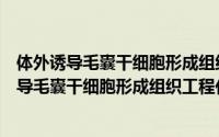 体外诱导毛囊干细胞形成组织工程化毛囊结构（关于体外诱导毛囊干细胞形成组织工程化毛囊结构的简介）