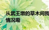 从武王墩的草木间我们看到了什么 到底什么情况嘞