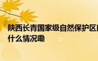 陕西长青国家级自然保护区时隔6年再拍到棕色大熊猫 到底什么情况嘞