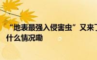 “地表最强入侵害虫”又来了！广东有人被咬伤致休克 到底什么情况嘞