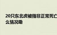 20只东北虎被指非正常死亡阜阳野生动物园已闭园 到底什么情况嘞