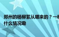 郑州的杨柳絮从哪来的？一棵雌树能产生一公斤飞絮？ 到底什么情况嘞