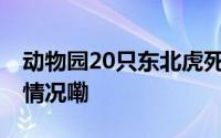 动物园20只东北虎死亡谁该担责？ 到底什么情况嘞