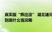 真实版“熊出没” 湖北堵河源保护区抓拍到黑熊“回家” 到底什么情况嘞