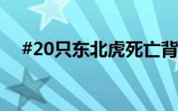 #20只东北虎死亡背后# 到底什么情况嘞