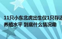 11只小东北虎出生仅1只存活主管部门曾5次责成动物园提高养殖水平 到底什么情况嘞