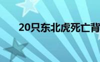 20只东北虎死亡背后 到底什么情况嘞