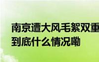 南京遭大风毛絮双重夹击！有人被“硬控” 到底什么情况嘞