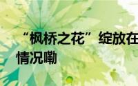 “枫桥之花”绽放在“世界之巅” 到底什么情况嘞