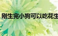 刚生完小狗可以吃花生吗（狗可以吃花生吗）