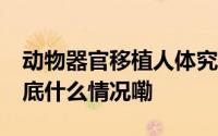 动物器官移植人体究竟难在哪儿 今日视点 到底什么情况嘞