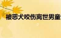 被恶犬咬伤离世男童母亲 到底什么情况嘞