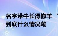 名字带牛长得像羊 “六不像”到底是个啥？ 到底什么情况嘞