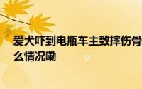 爱犬吓到电瓶车主致摔伤骨折狗主人被判赔19万元 到底什么情况嘞