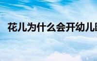 花儿为什么会开幼儿园（花儿为什么会开）