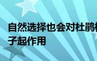 自然选择也会对杜鹃检测到另一个寄生虫的卵子起作用