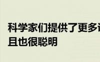 科学家们提供了更多证据证明蜜蜂不仅很忙而且也很聪明