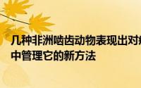 几种非洲啮齿动物表现出对疼痛的显着不敏感暗示了在人类中管理它的新方法