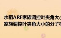 水稻ARF家族调控叶夹角大小的分子机制研究(关于水稻ARF家族调控叶夹角大小的分子机制研究的简介)