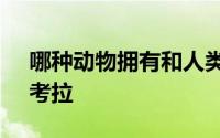 哪种动物拥有和人类相似的指纹 正确答案：考拉