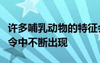 许多哺乳动物的特征会在大多数哺乳动物的命令中不断出现