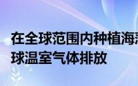 在全球范围内种植海藻的方法可以大大减少全球温室气体排放