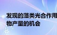 发现的藻类光合作用缺失环节 提供了提高作物产量的机会