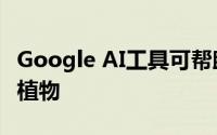 Google AI工具可帮助保护主义者追踪野生动植物