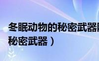 冬眠动物的秘密武器防冻液小学（冬眠动物的秘密武器）