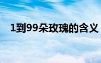 1到99朵玫瑰的含义！ 玫瑰花寓意和象征