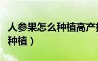 人参果怎么种植高产技术有哪些（人参果怎么种植）