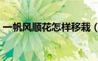 一帆风顺花怎样移栽（一帆风顺花怎么种植）