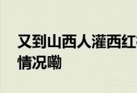 又到山西人灌西红柿瓶瓶的时候了 到底什么情况嘞