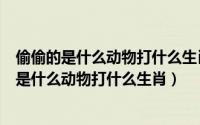 偷偷的是什么动物打什么生肖沉鱼落雁是什么生肖（偷偷的是什么动物打什么生肖）