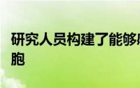 研究人员构建了能够感知并响应环境的人造细胞