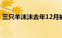 三只羊沫沫去年12月被拘留 到底什么情况嘞