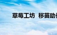 草莓工坊  移苗助长 到底什么情况嘞