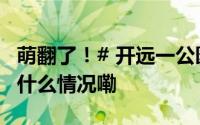 萌翻了！# 开远一公园发现罕见白松鼠# 到底什么情况嘞