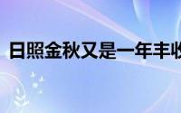 日照金秋又是一年丰收季！ 到底什么情况嘞