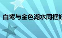 白鹭与金色湖水同框好梦幻 到底什么情况嘞