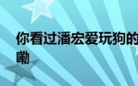 你看过潘宏爱玩狗的直播吗？ 到底什么情况嘞